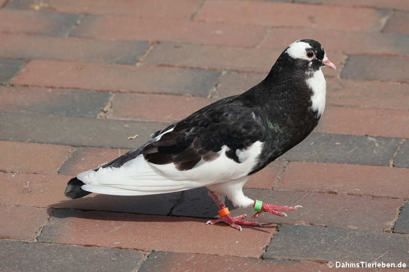 Klätschertaube (Columba livia f. domestica)