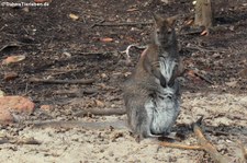 Sumpfwallaby (Wallabia bicolor) im Erlebnis-Zoo Hannover