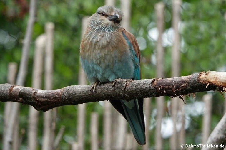 Coracias garrulus