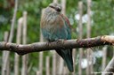 Coracias garrulus