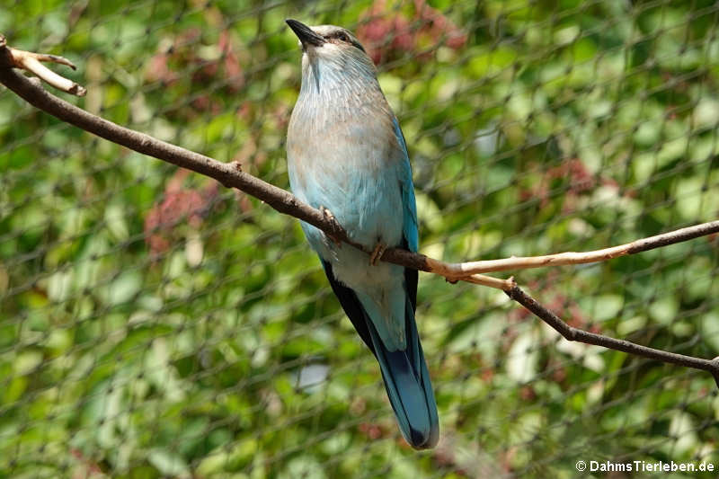 Blauracke (Coracias garrulus)