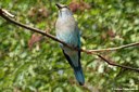 Coracias garrulus