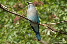 Blauracke (Coracias garrulus)im Erlebnis-Zoo Hannover