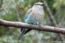 Blauracke (Coracias garrulus)im Erlebnis-Zoo Hannover