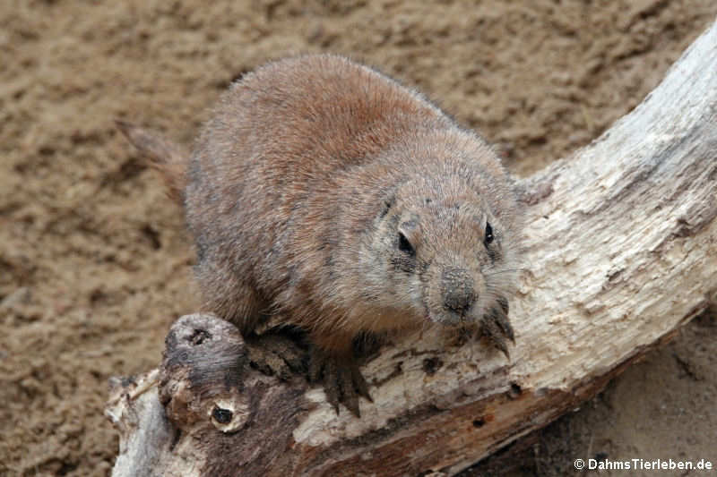 Schwarzschwanz-Präriehund (Cynomys ludovicianus)