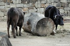 Dahomey-Zwergrinder im Erlebnis-Zoo Hannover