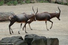 Blessböcke (Damaliscus pygargus phillipsi) im Erlebnis-Zoo Hannover