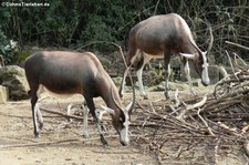 Blessböcke (Damaliscus pygargus phillipsi) im Erlebnis-Zoo Hannover