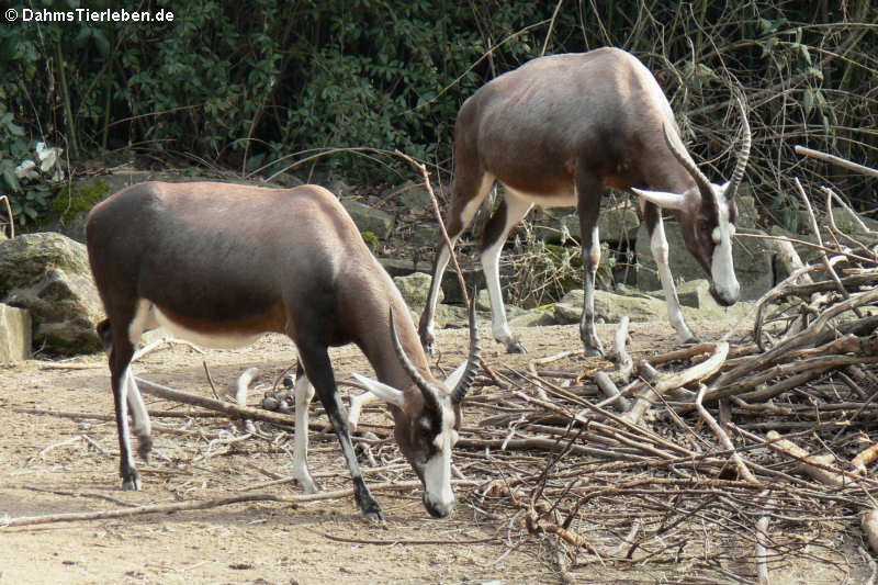 Damaliscus pygargus phillipsi