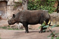 Ostafrikanisches Spitzmaulnashorn (Diceros bicornis michaeli) im Zoo Hannover