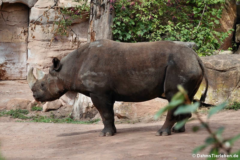 Ostafrikanisches Spitzmaulnashorn (Diceros bicornis michaeli)