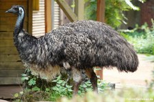 Emu (Dromaius novaehollandiae) im Erlebnis-Zoo Hannover