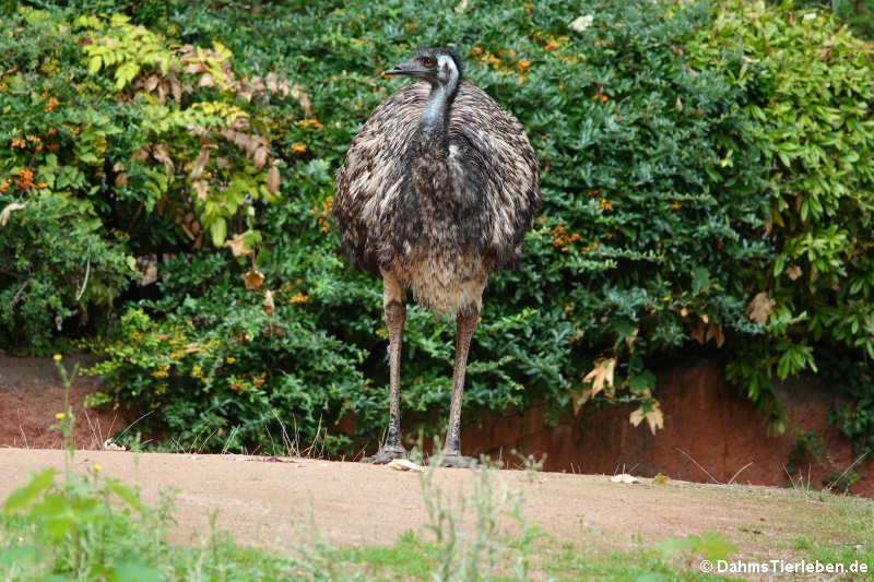 Dromaius novaehollandiae (Emu)