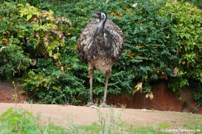 Dromaius novaehollandiae (Emu)
