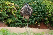 Emu (Dromaius novaehollandiae) im Erlebnis-Zoo Hannover