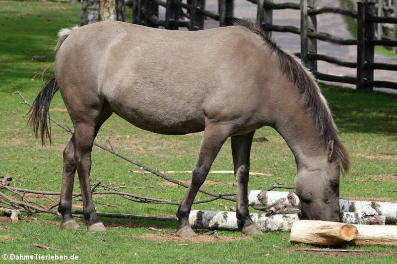Dülmener Pferd (Equus ferus f. caballus)