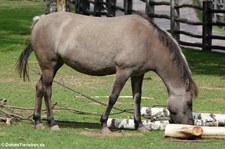 Dülmener Pferd (Equus ferus f. caballus) im Erlebnis-Zoo Hannover