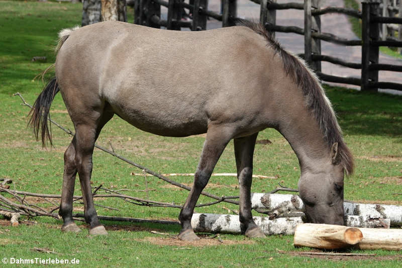 Dülmener Pferd