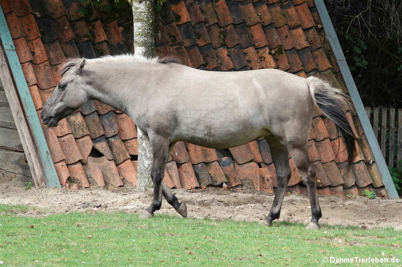 Dülmener Pferd (Equus ferus f. caballus)