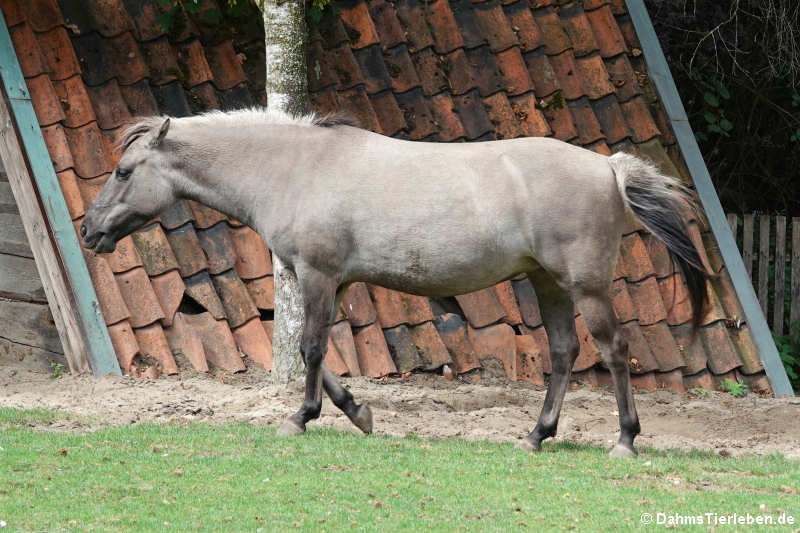 Dülmener Pferd