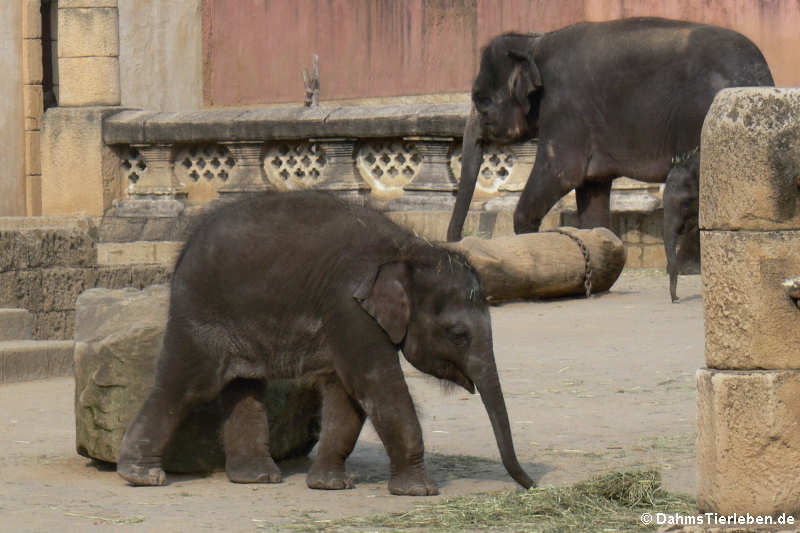 Asiatische Elefanten (Elephas maximus)