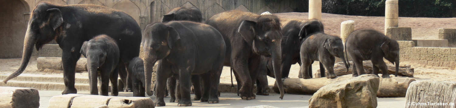 Asiatische Elefanten im Dschungelpalast (Elephas maximus)