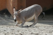 Somali-Wildesel (Equus africanus somaliensis) im Erlebnis-Zoo Hannover