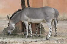 Somali-Wildesel (Equus africanus somaliensis) im Erlebnis-Zoo Hannover