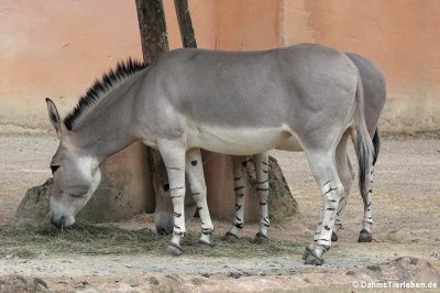 Somali-Wildesel (Equus africanus somaliensis)