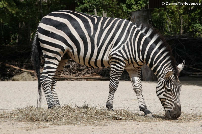 Böhm-Steppenzebra (Equus quagga boehmi)