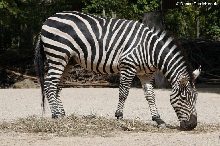 Equus quagga boehmi