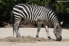 Böhm- oder Grant-Zebra (Equus quagga boehmi) im Erlebnis-Zoo Hannover