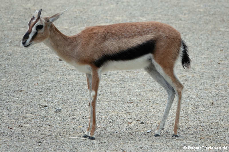 Thomsongazelle (Eudorcas thomsonii)