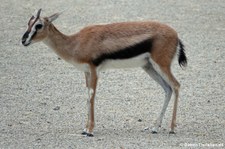 Thomsongazelle (Eudorcas thomsonii) im Erlebnis-Zoo Hannover