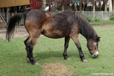 Exmoor-Pony (Equus ferus f. caballus) im Erlebnis-Zoo Hannover