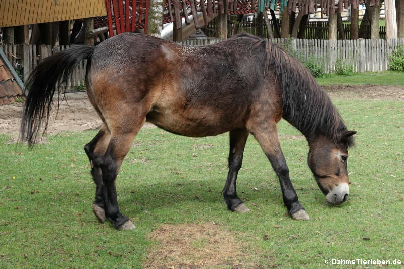 Exmoor-Pony (Equus ferus f. caballus)