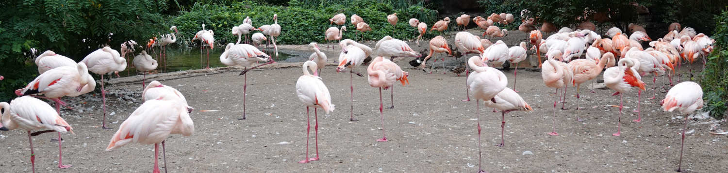 Chileflamingos, Kubaflamingos und Rosaflamingos