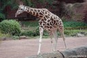 Giraffa camelopardalis rothschildi