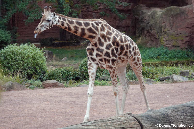 Rothschildgiraffe (Giraffa camelopardalis rothschildi)
