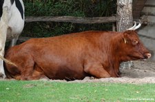 Harzer Rotvieh (Bos taurus f. domestica) im Erlebnis-Zoo Hannover