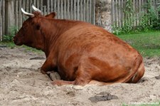 Harzer Rotvieh (Bos taurus f. domestica) im Erlebnis-Zoo Hannover