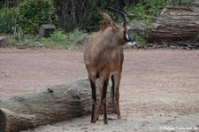 Pferdeantilope (Hippotragus equinus) im Erlebnis-Zoo Hannover