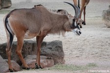 Pferdeantilope (Hippotragus equinus) im Erlebnis-Zoo Hannover