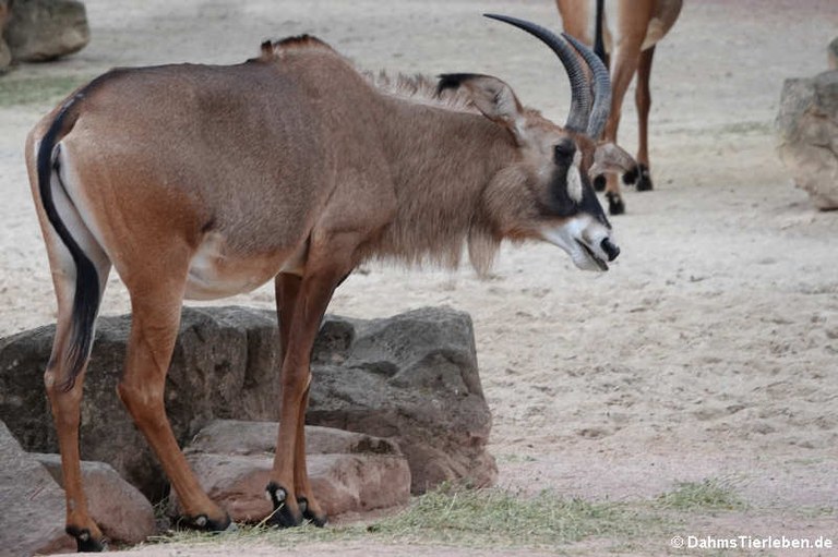 Hippotragus equinus