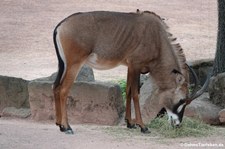 Pferdeantilope (Hippotragus equinus) im Erlebnis-Zoo Hannover