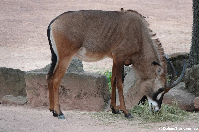 Pferdeantilope (Hippotragus equinus)