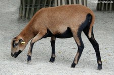 Kamerunschaf im Erlebnis-Zoo Hannover