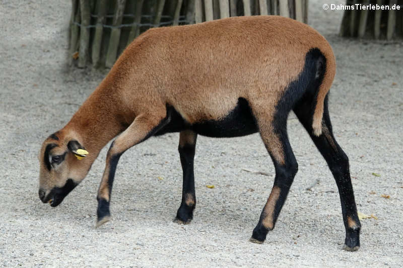 Kamerunschaf (Ovis orientalis f. aries)