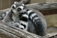 Katta (Lemur catta) im Erlebnis-Zoo Hannover