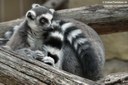 Lemur catta